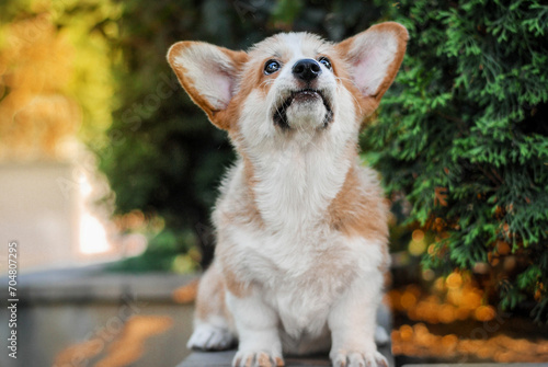 corgi puppy frolicking on a walk