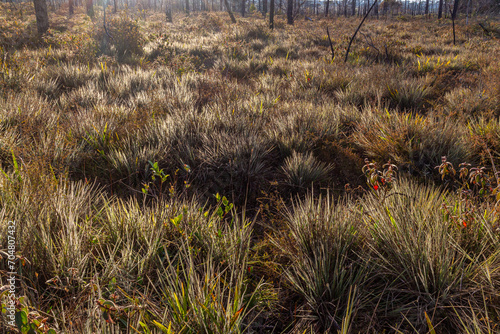 Autumn landscape with dry grass and shrubs in the forest.