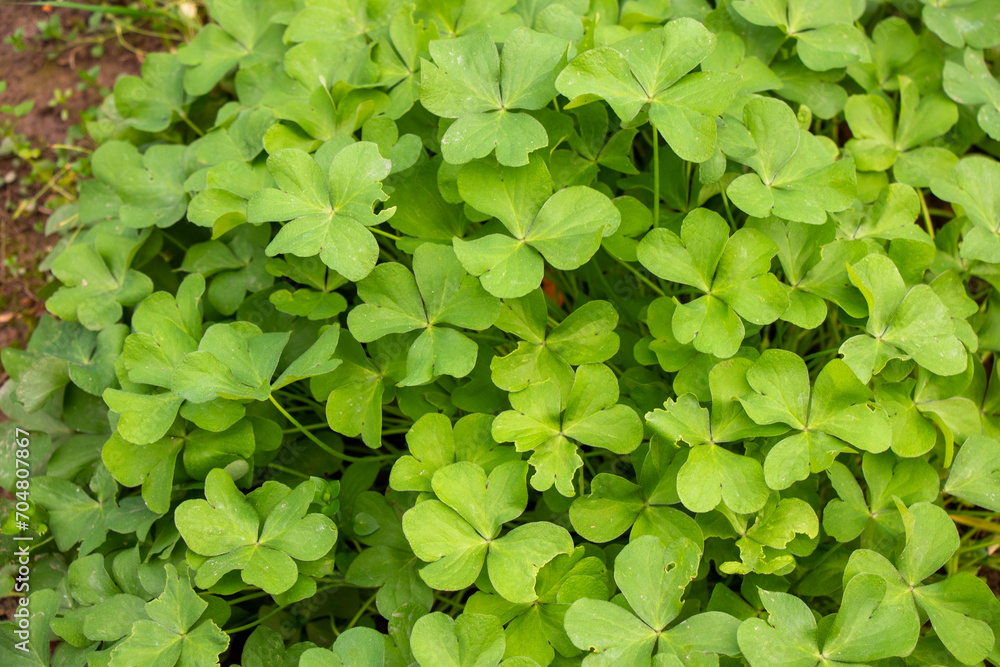 Four leave clover Four leave clover