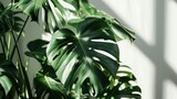  a close up of a large leafy plant in a room with a white wall and sunlight coming through the window.