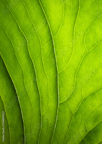 Leaf Veins