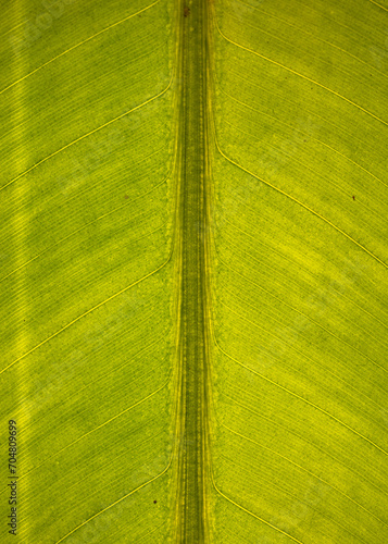 Leaf Veins