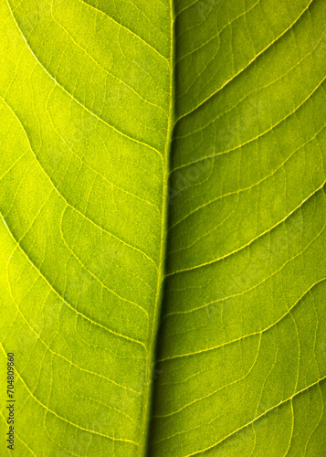 Leaf Veins
