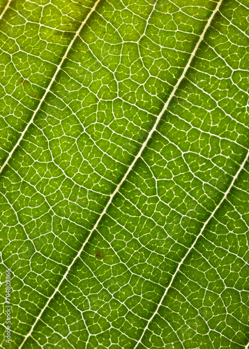 Leaf Veins