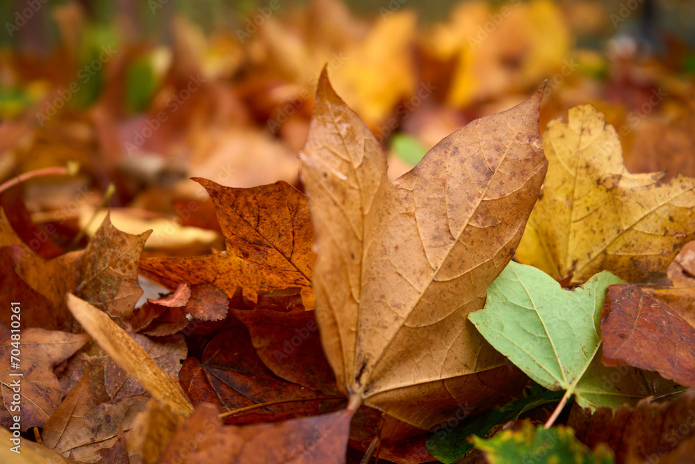 A rustic autumn scene with a vibrant carpet of fallen leaves, capturing the beauty of nature.