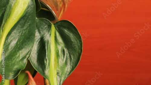 Philodendron hederaceum plant leaves on a brown table photo