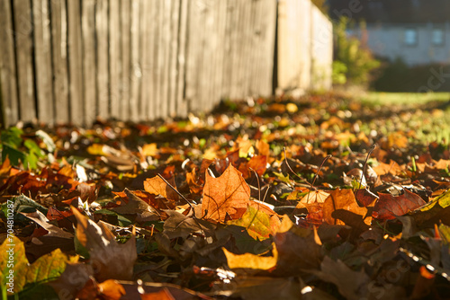 An autumn masterpiece, with vibrant leaves contrasting the wooden fence, creating a warm and serene seasonal atmosphere.
