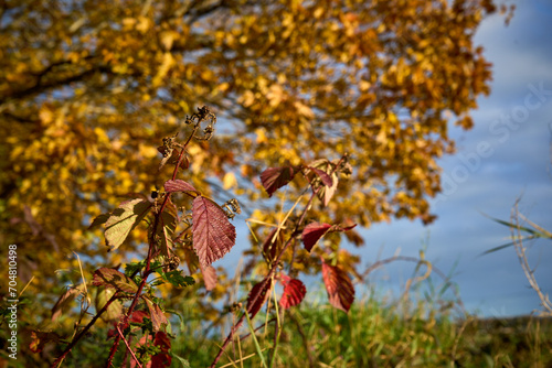 Golden autumn leaves under the bright Scottish sky create a captivating rural landscape in East Lothian.