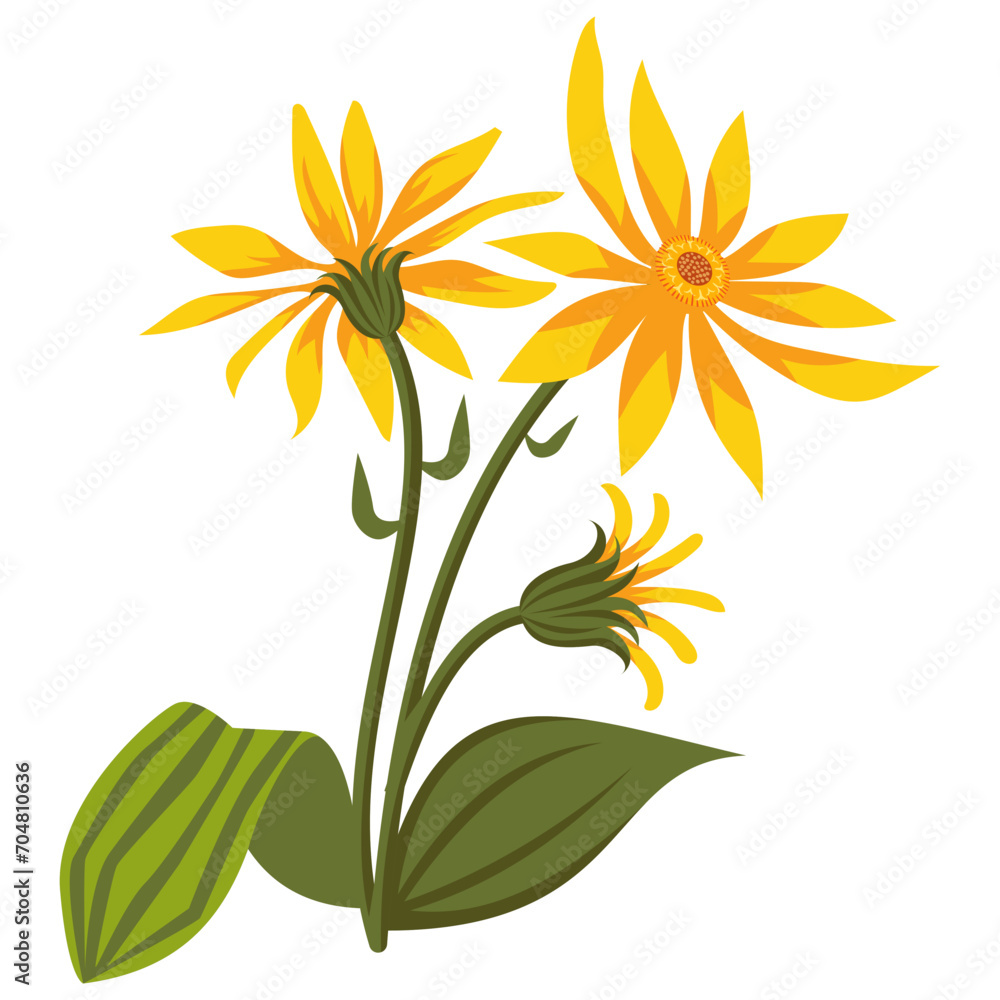 Fototapeta premium Mountain Arnica Flower