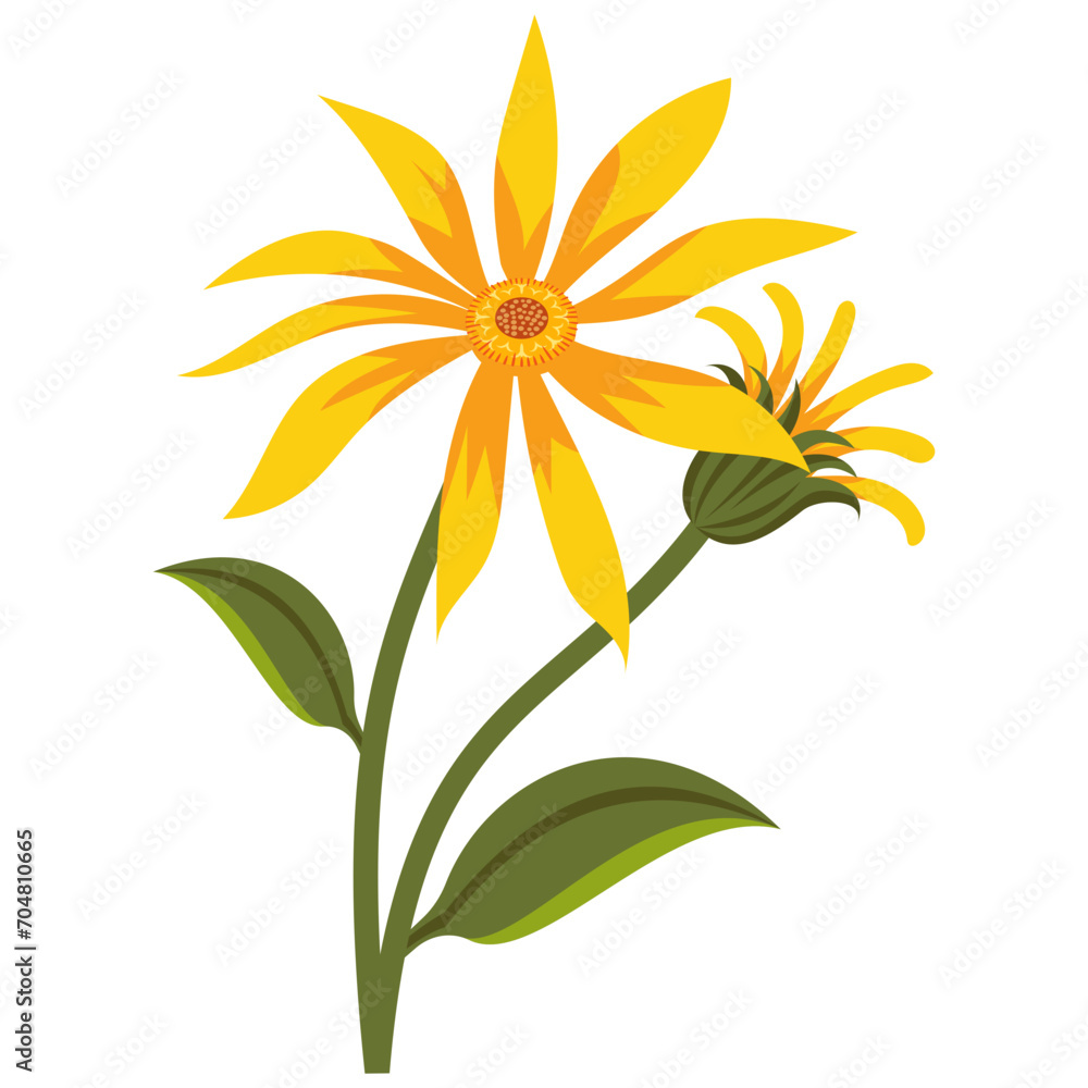 Mountain Arnica Flower Mountain Arnica Flower