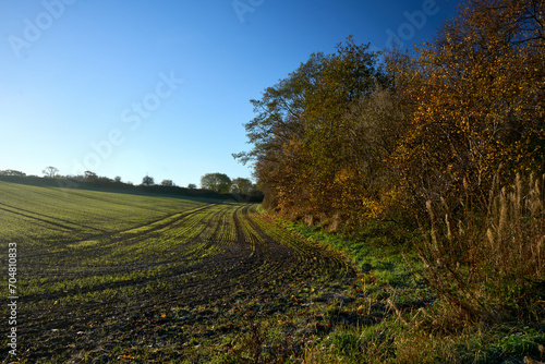 Golden autumn hues paint the picturesque Scottish countryside in East Lothian. Vibrant nature and rolling hills inspire tranquility.