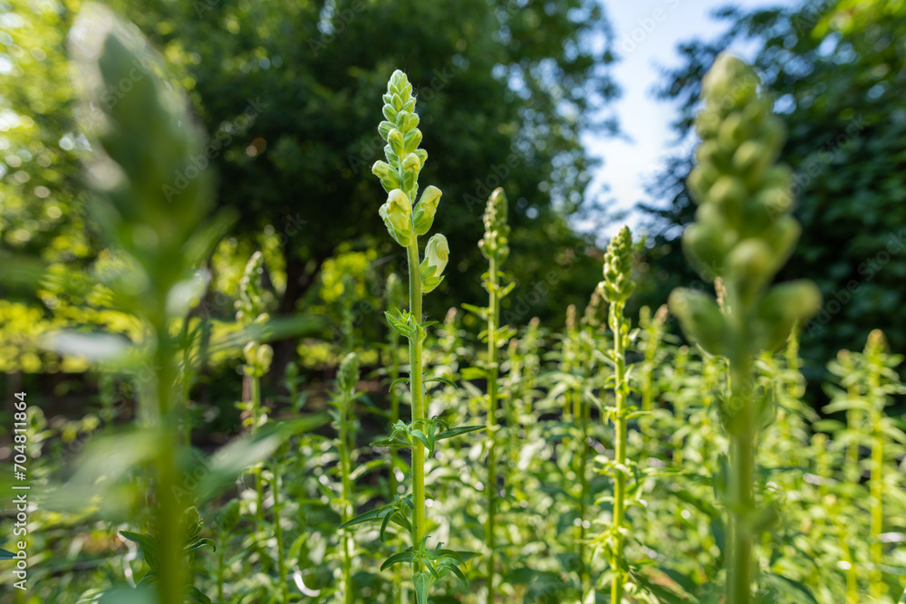 Tall healthy snapdragons with flower buds, ready to bloom. Antirrhinum dragon flower. Ornamental garden flower bed. Tall healthy snapdragons with flower buds, ready to bloom. Antirrhinum dragon flower. Ornamental garden flower bed.