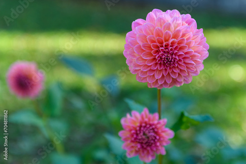 Pink runner dahlia. Pink dahlia flower.