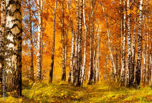 Autumn landscape in a birch grove, illuminated by the sun.