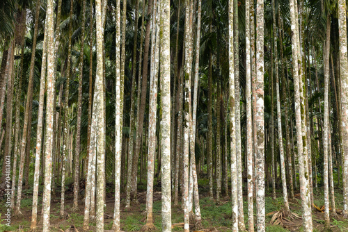 Areca or betel nut tree trunks in a plantation