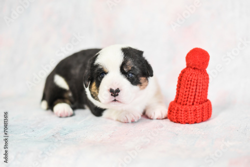 Fototapeta Naklejka Na Ścianę i Meble -  little corgi puppy in a hat