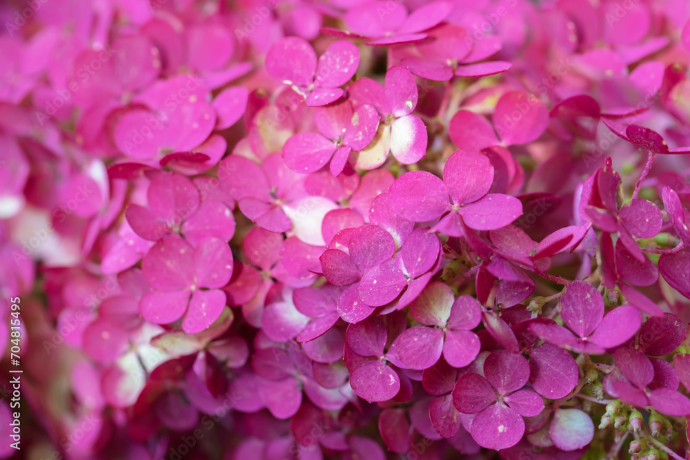 Floral background. Pink phlox flowers close up.