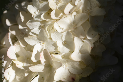 White phlox flowers closeup with shadow exposure.