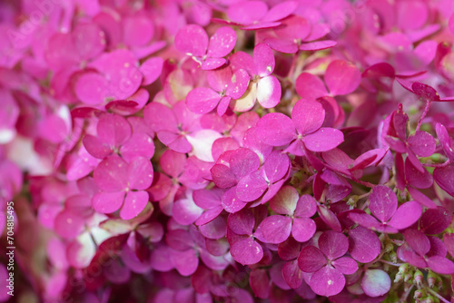Floral background. Pink phlox flowers close up.
