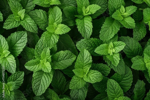 Mint leaves background. top view photo