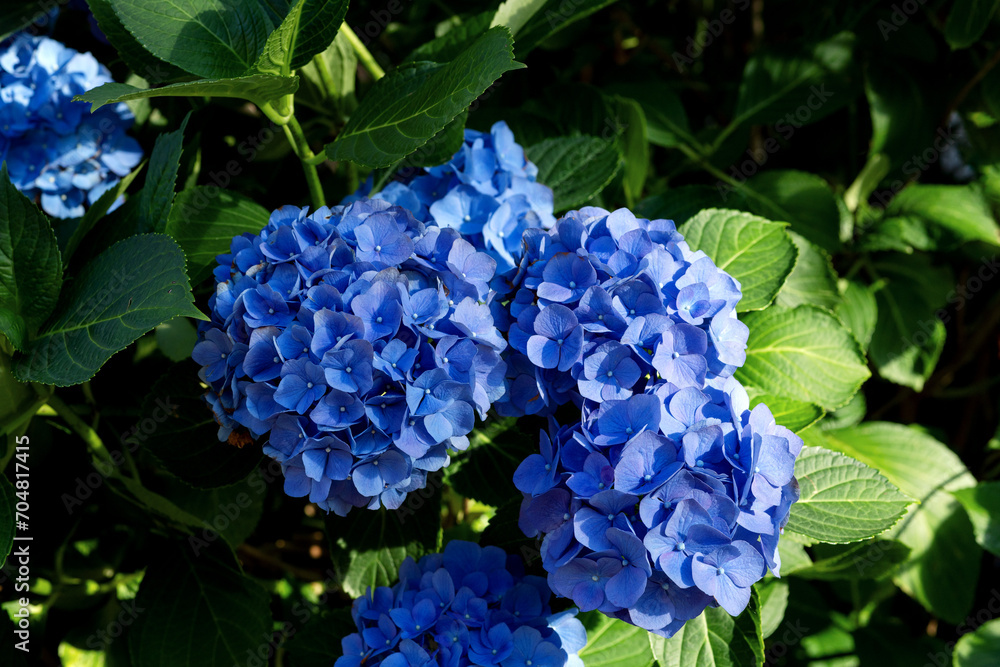 Inflorescences of blue hydrangea among green leaves close-up Inflorescences of blue hydrangea among green leaves close-up
