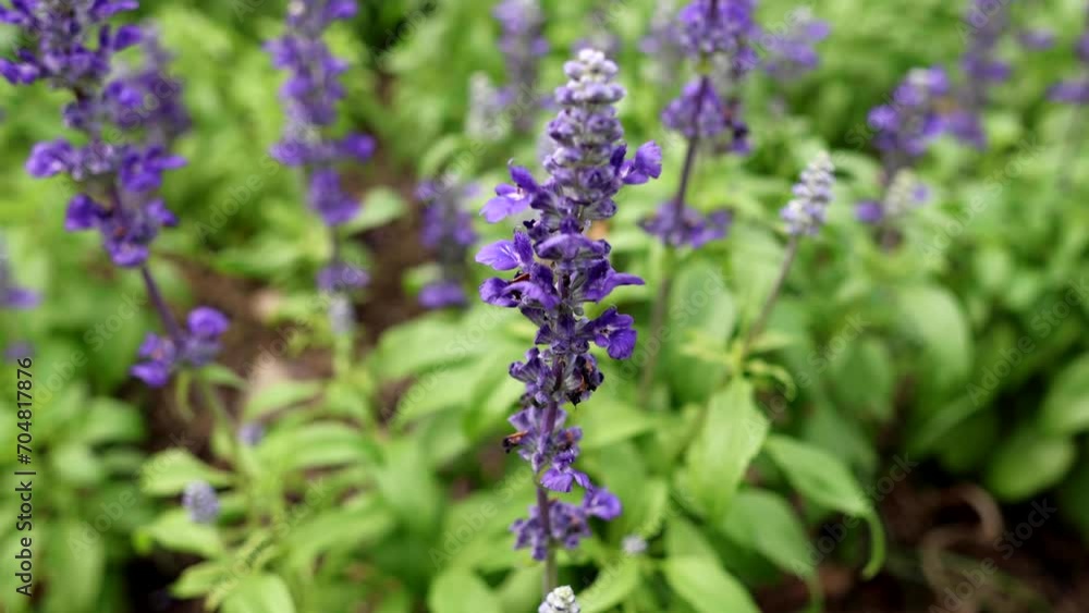 Blooming Lavender in Springtime Garden Blooming Lavender in Springtime Garden