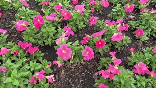Wallpaper Mural Blooming Flowers in a Garden Torontodigital.ca