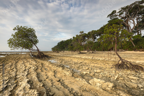 Mangrove trees at the rocky coast of Neil or Swaraj dweep island in Andaan and Nicobar archipelago photo