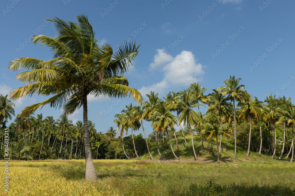 Coconut palm tree in the field of a tropical Shaheed Dweep or Neil island on Andaman and Nicobar aechipelago