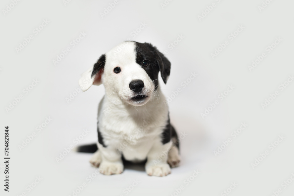 small Welsh Corgi Cardigan puppy on a white background smiling small Welsh Corgi Cardigan puppy on a white background smiling