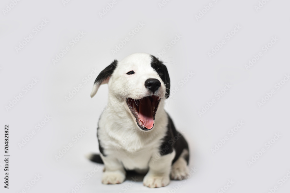 small Welsh Corgi Cardigan puppy on a white background smiling