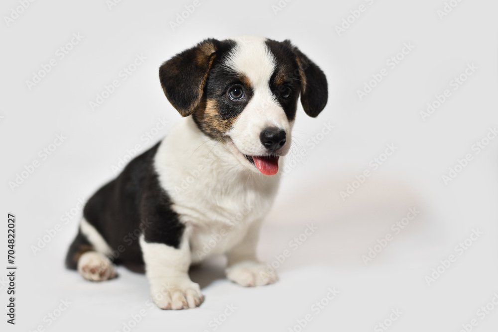 small Welsh Corgi Cardigan puppy on a white background smiling small Welsh Corgi Cardigan puppy on a white background smiling