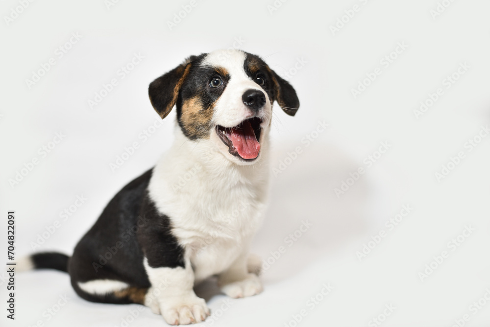 small Welsh Corgi Cardigan puppy on a white background smiling