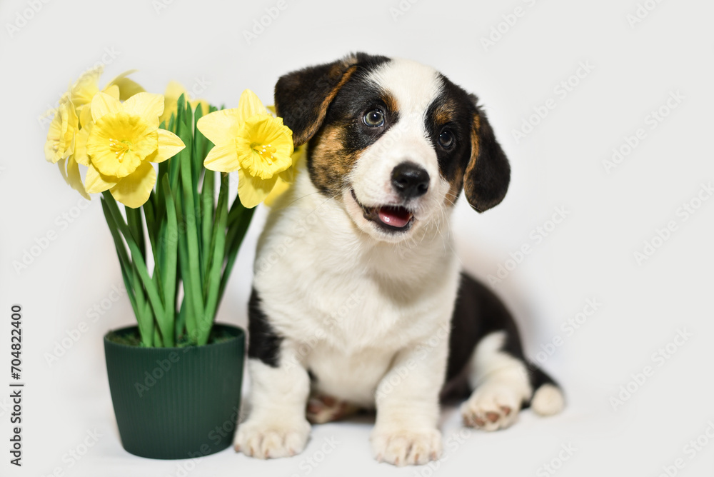 
small Welsh Corgi Cardigan puppy on a white background smiling and sniffing daffodils
