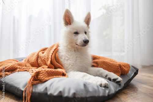 A cute white Swiss shepherd puppy lies on his bed and is covered with a brown blanket. Funny pets resting