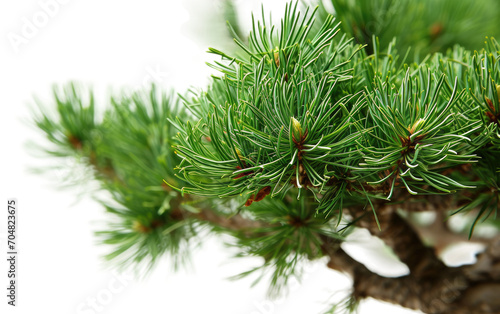 Pine Tree Whisper on White on a transparent background