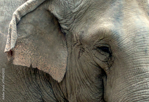 Primo piano del volto di un elefante asiatico, Elephas maximus 1072 photo