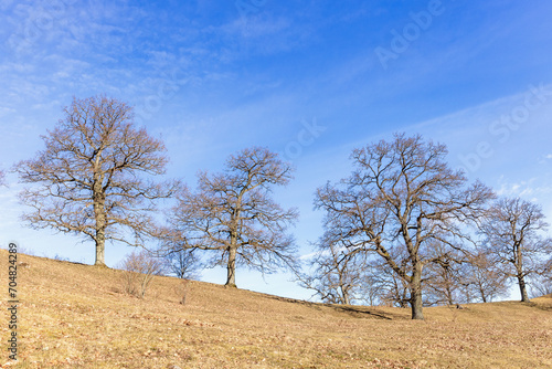 Large oak trees on a hill in a rolling landscape