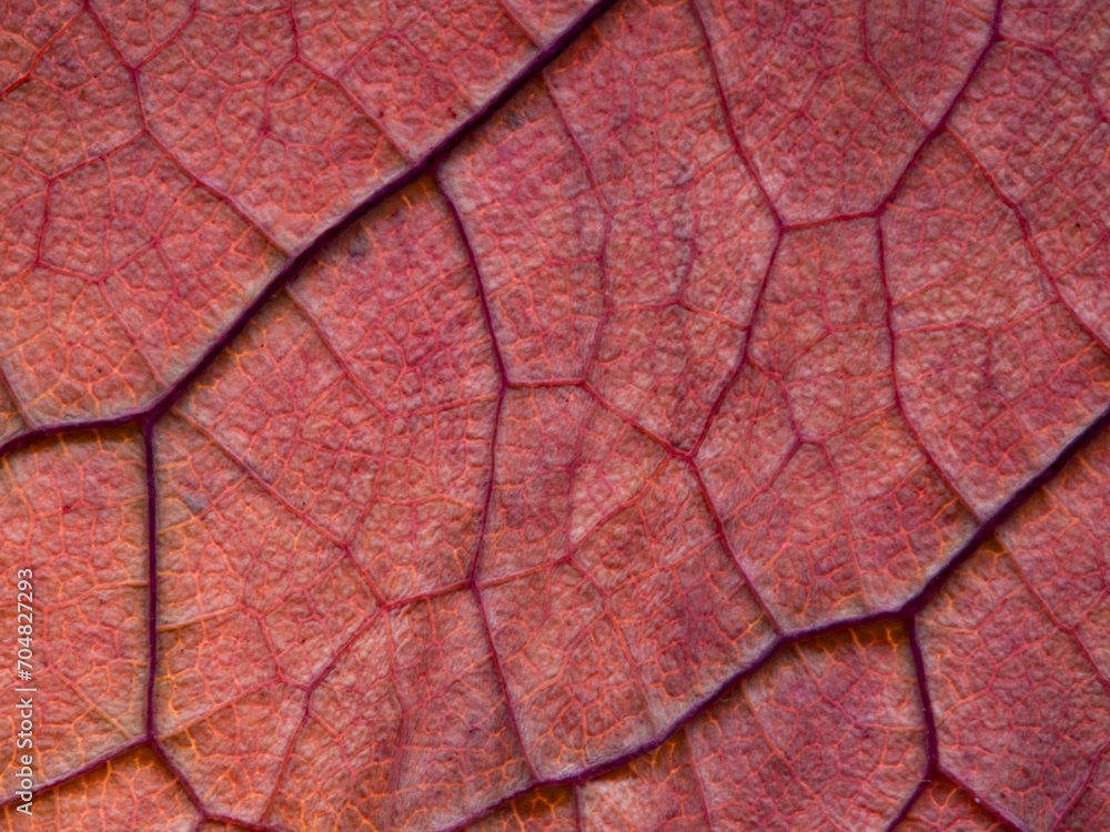 Fototapeta premium Various autumn dried leaves falling on a white background close-up, herbarium 