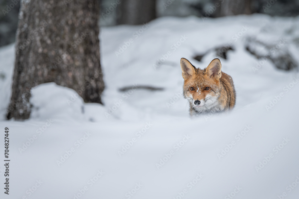 The red fox viewing from the forest full of snow The red fox viewing from the forest full of snow