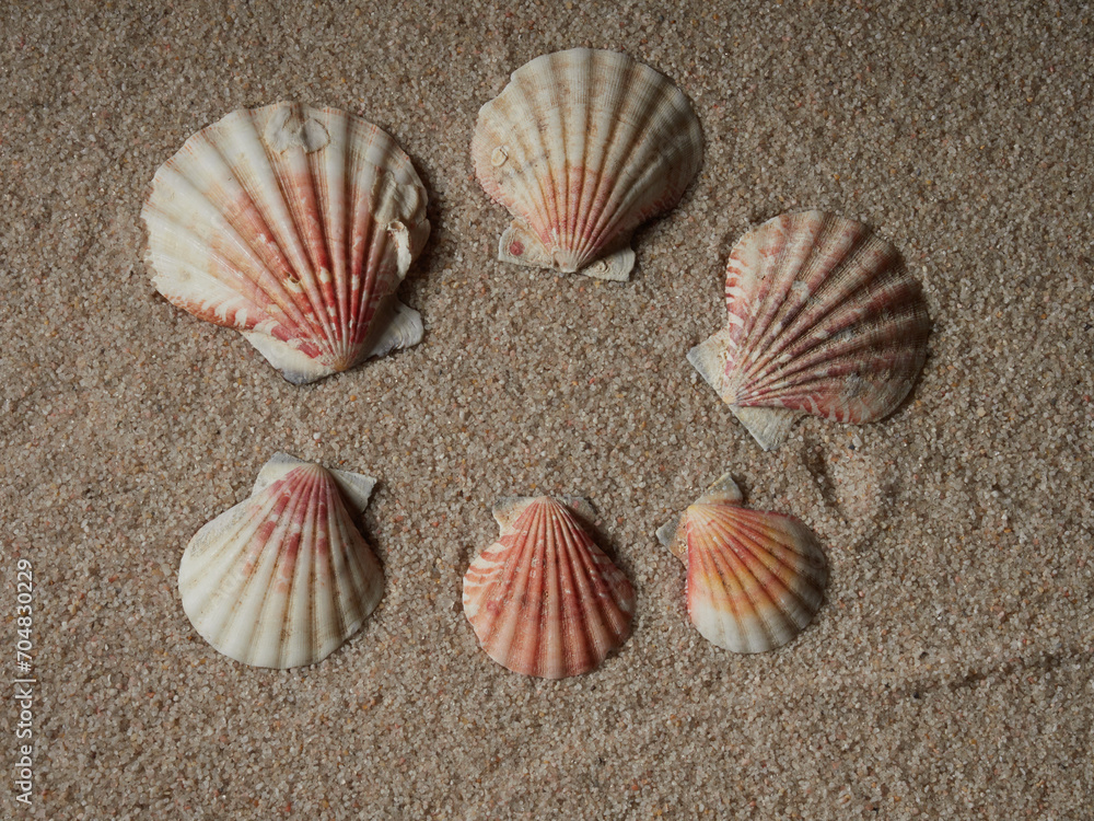 Seashell on clean sand of beach. Close up, beach sand texture. Beach sand texture in summer sun. banner Seashell on clean sand of beach. Close up, beach sand texture. Beach sand texture in summer sun. banner