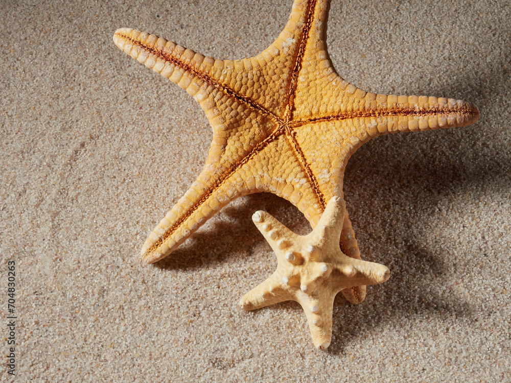 Seashell on clean sand of beach. Close up, beach sand texture. Beach sand texture in summer sun. banner Seashell on clean sand of beach. Close up, beach sand texture. Beach sand texture in summer sun. banner