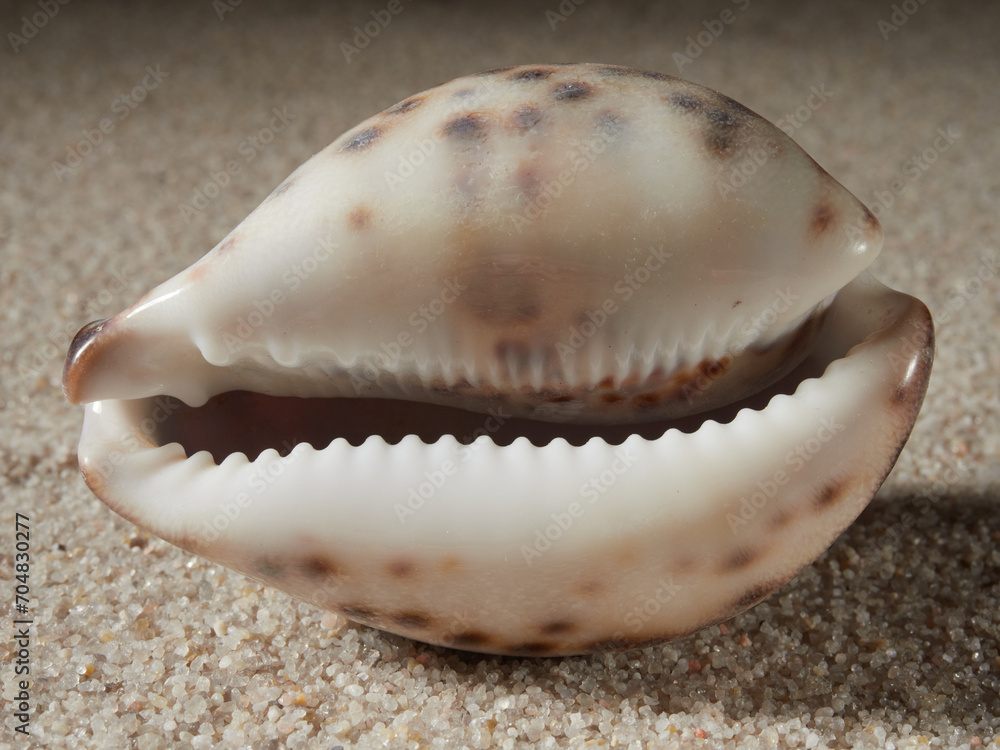 Seashell on clean sand of beach. Close up, beach sand texture. Beach sand texture in summer sun. banner             