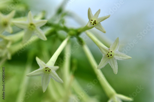 Arum dalu or Cestrum nocturnum night blooming jasmine flower close-up photo