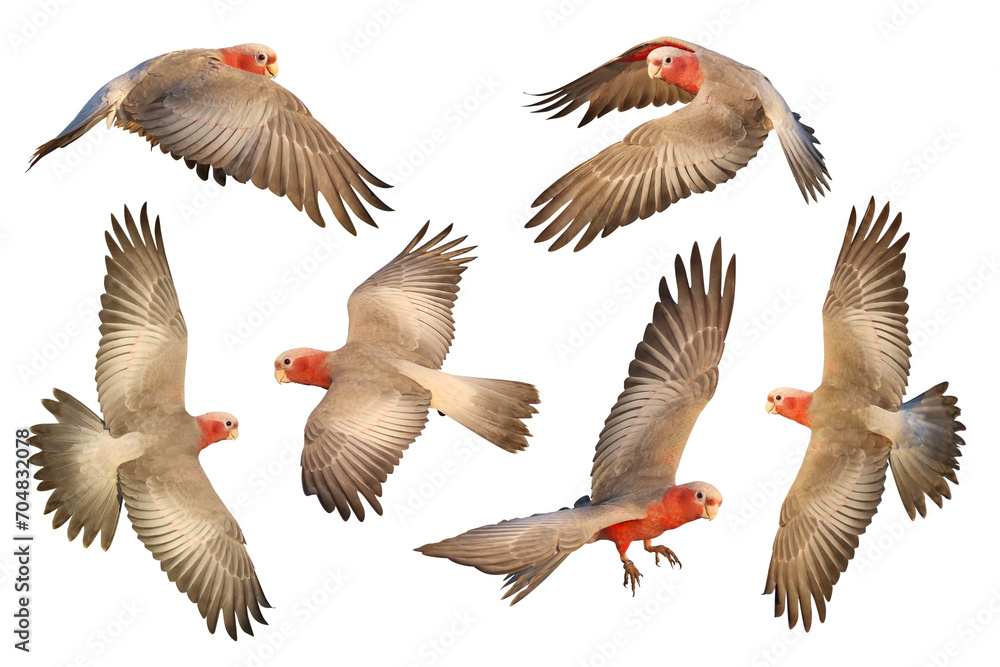 Set of Galah Cockatoo flying isolated on transparent background png file Set of Galah Cockatoo flying isolated on transparent background png file