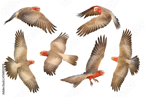 Set of Galah Cockatoo flying isolated on transparent background png file