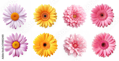 Set of photo realistic overhead single flowerhead of a gerbera daisy isolate on transparency background png 
