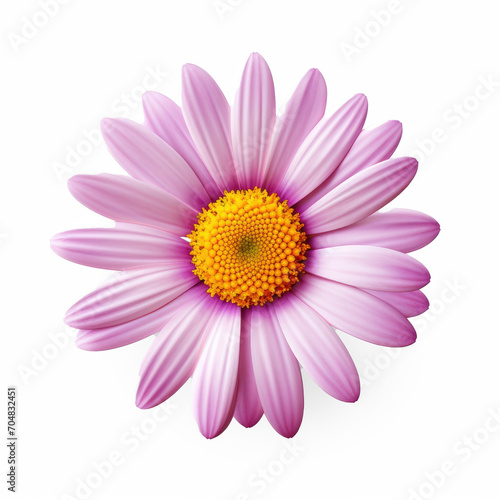 A daisy  with yellow petals and lilac center  isolate on transparency background png 