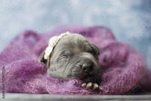 little newborn blue pitbull puppy