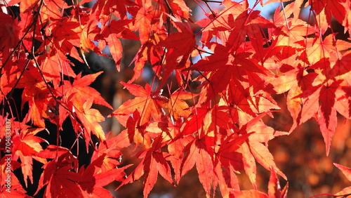 埼玉県秩父・長瀞の紅葉　0842
